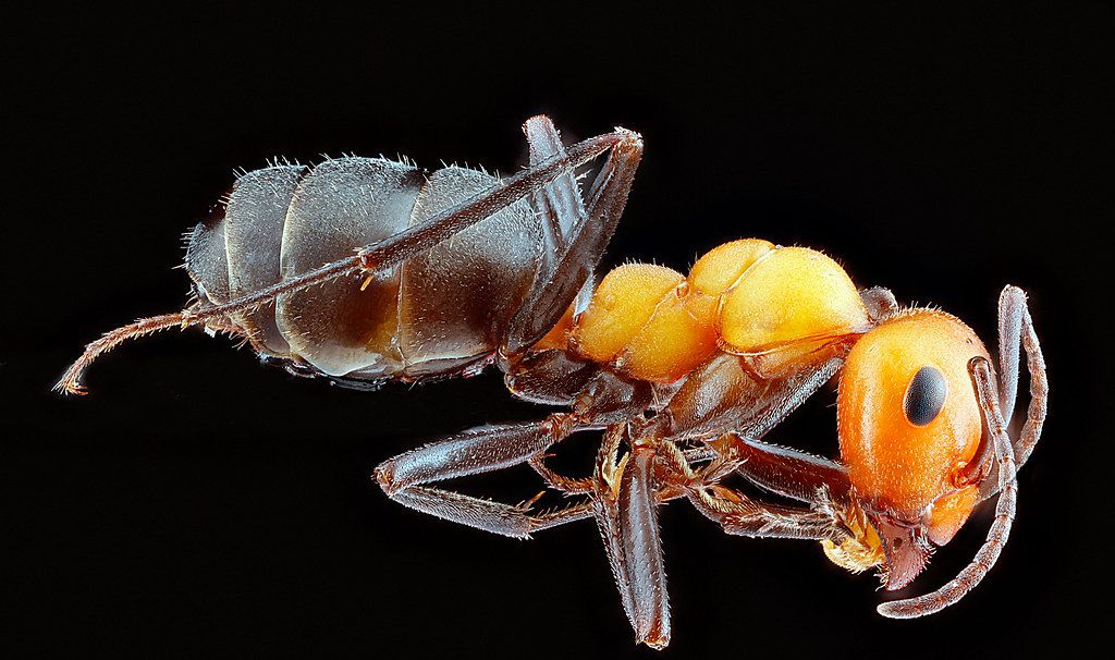 Ant Control service in Fountainebleau, FL