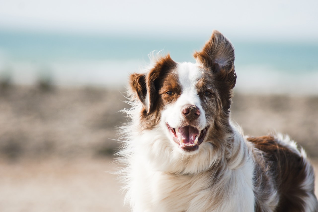 Flea & Tick Control service in Fountainebleau, FL