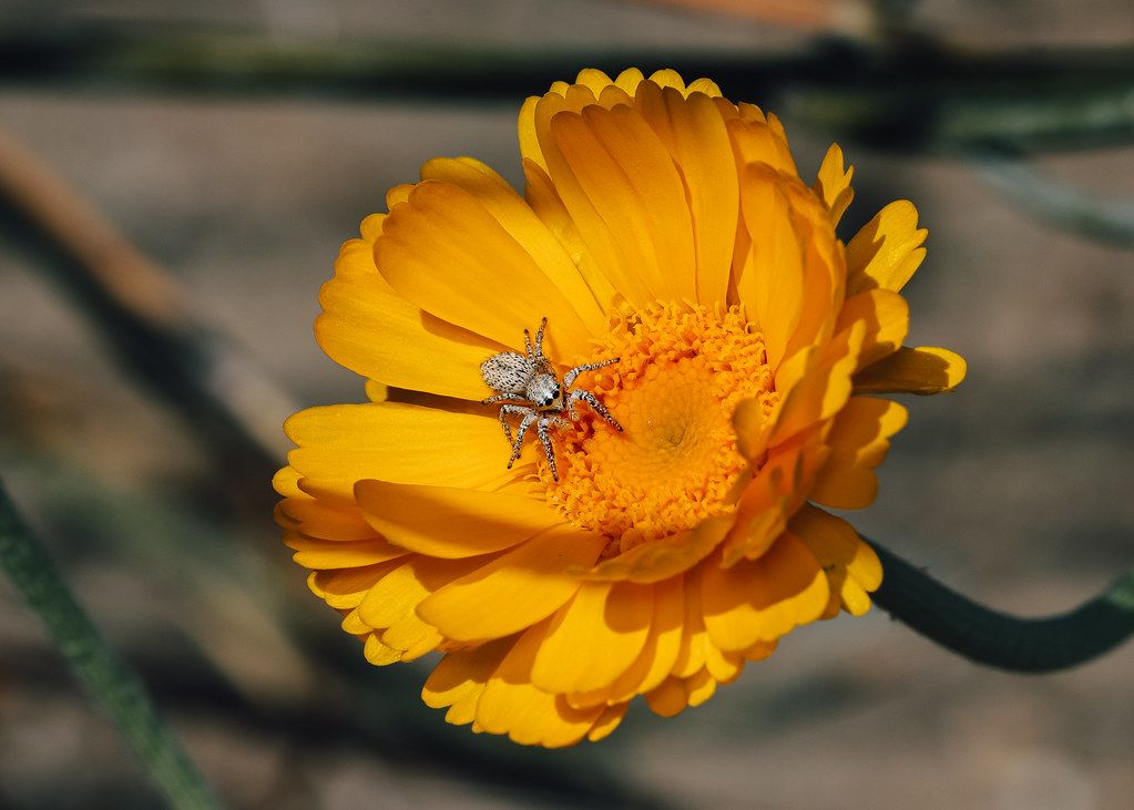 Spider Control service in Fountainebleau, FL